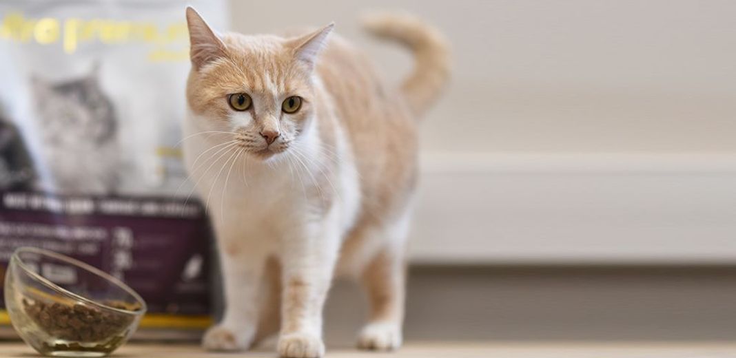 Comment savoir quelle quantité de nourriture donner à son chat