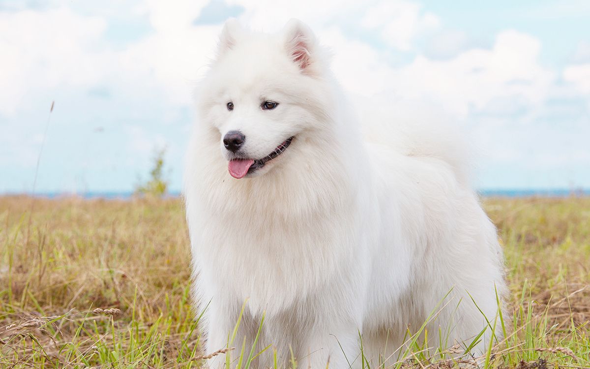 Chien blanc, la langue tirée, dans un champ