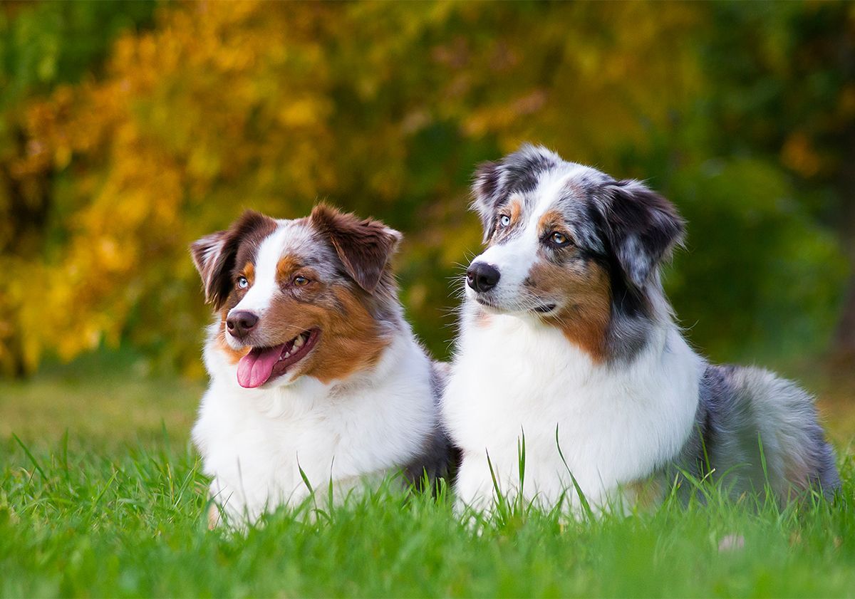 2 Bergers Australien couchés en pleine nature