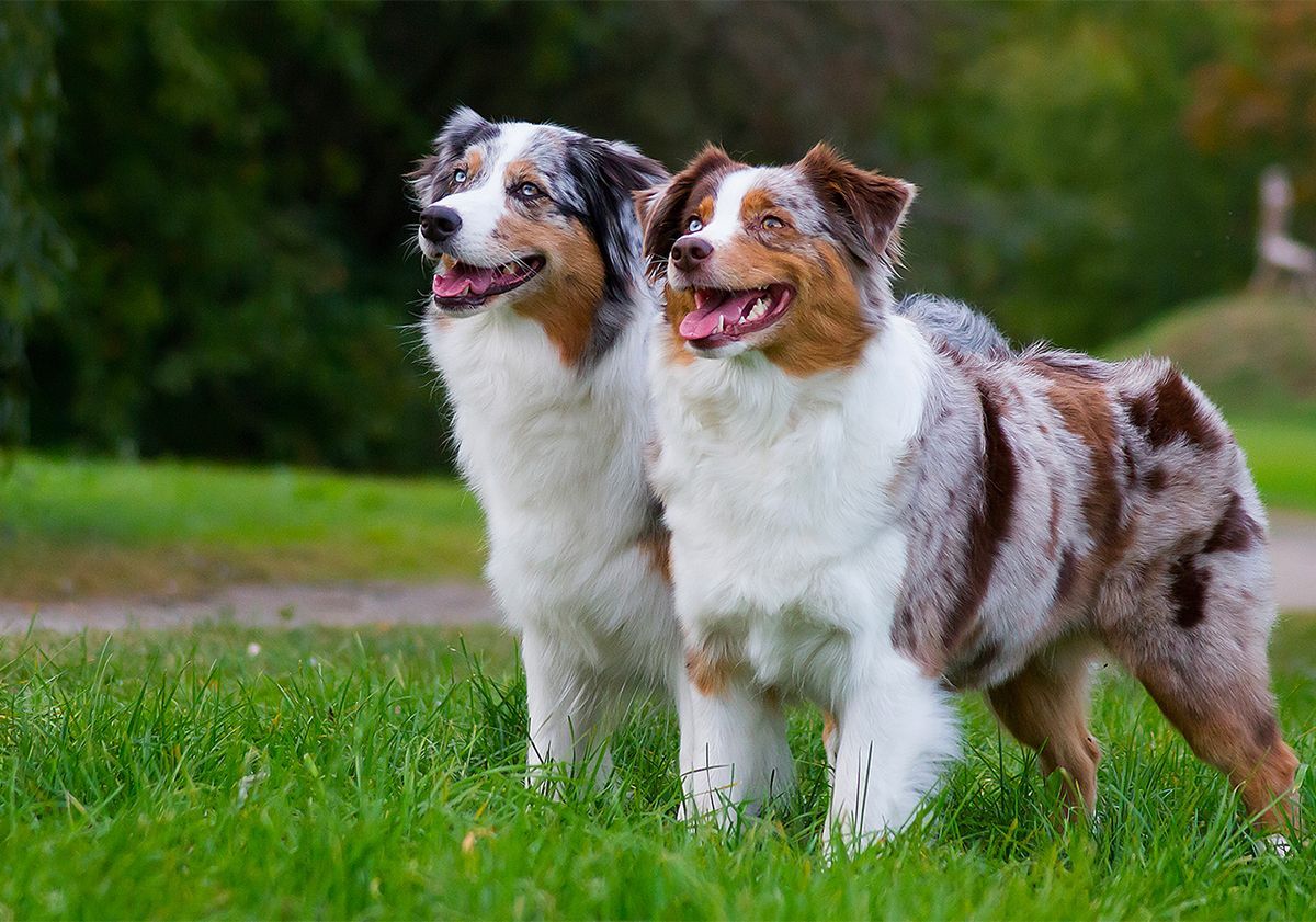 2 Bergers Australien sur une pelouse 