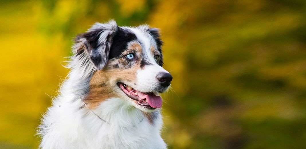 Comment choisir complément alimentaire pour chien