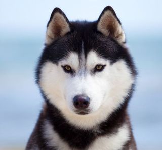 Husky en extérieur