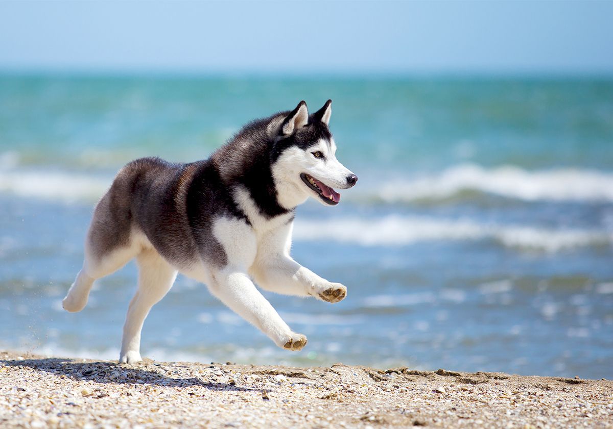 Husky courant au bord de la mer