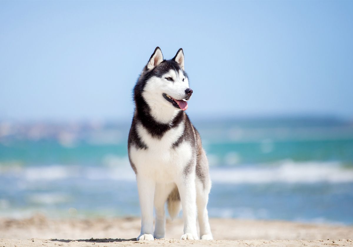 Chien près de la mer