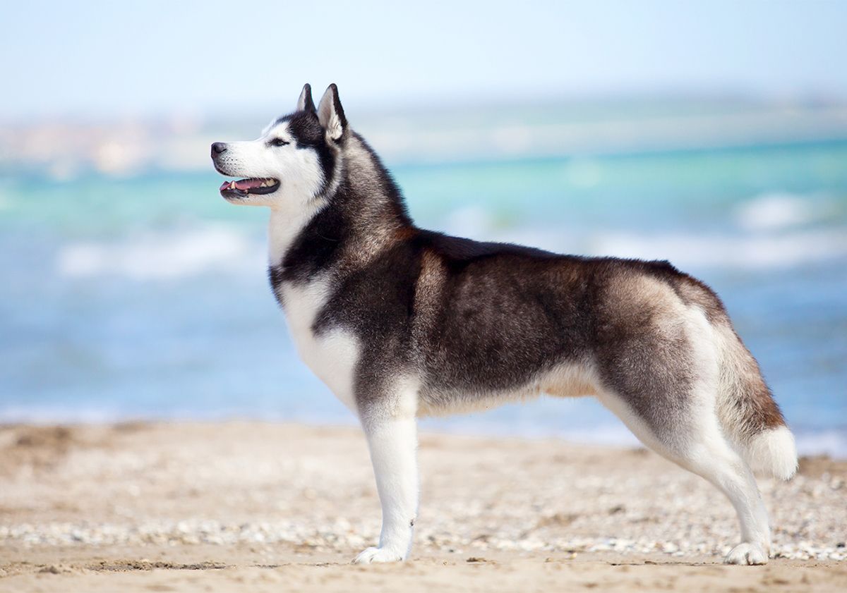 Husky, de profil, au bord de la mer