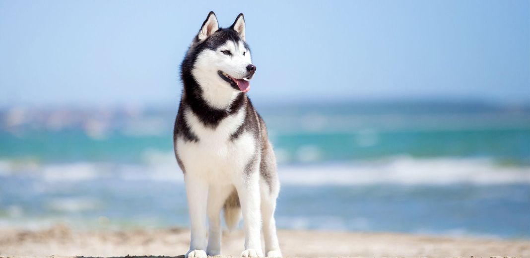 Husky au bord de la mer