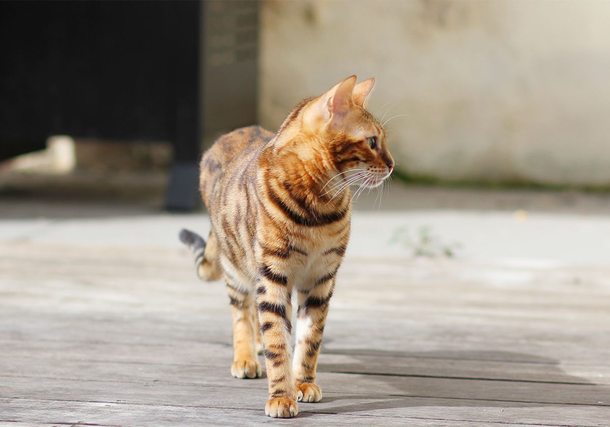 Bengal debout en intérieur