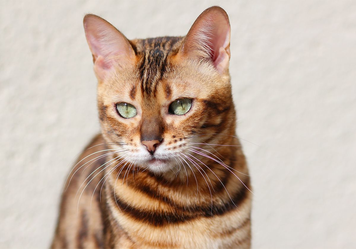 Le chat Bengal