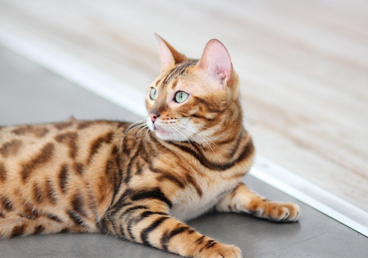 Bengal couché sur du parquet