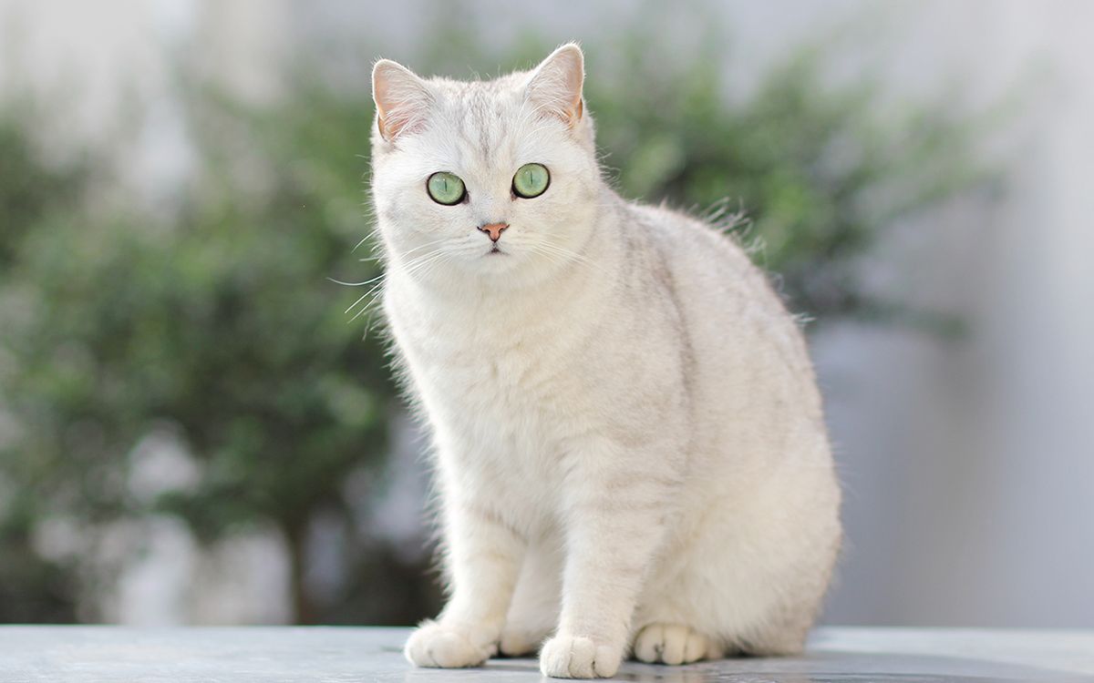 British Shorthair origines caract re sant et alimentation du