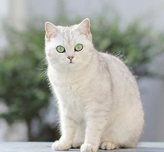 British Shorthair assis en extérieur