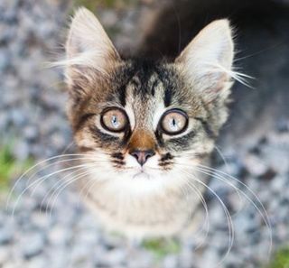 Un chat, assis, regardant fixement l'objectif de l'appareil photo