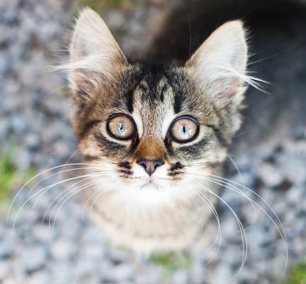 Un chat, assis, regardant fixement l'objectif de l'appareil photo