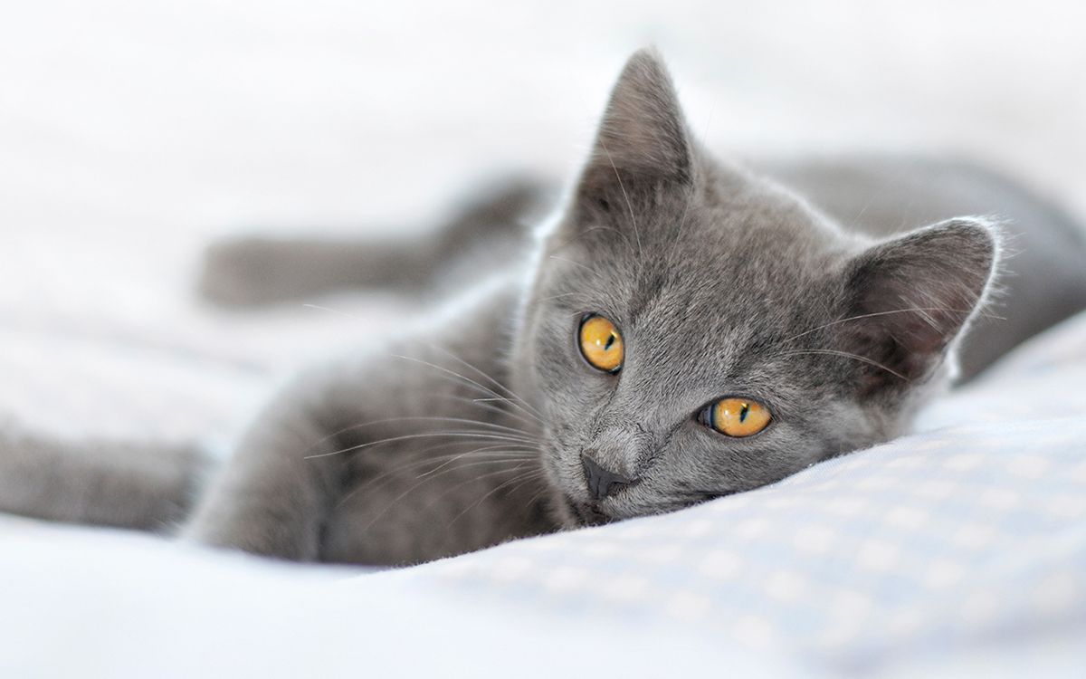 Chartreux allongé sur un drap