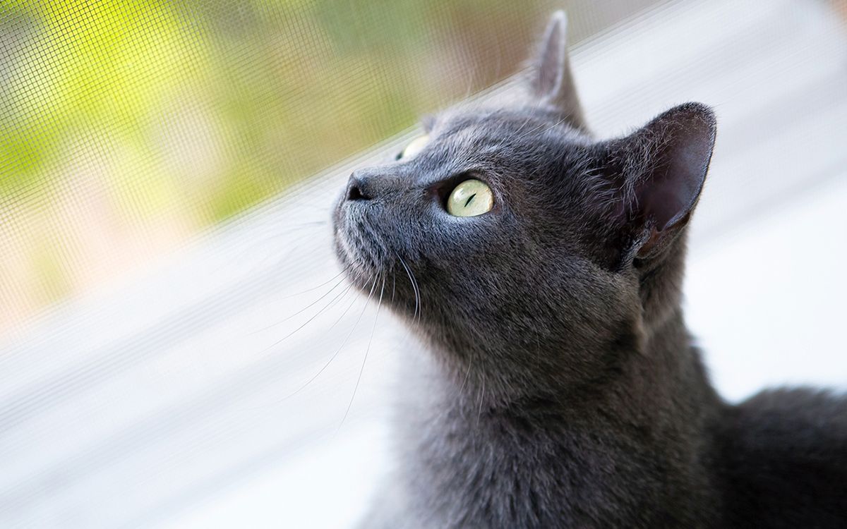 Chartreux regardant par la fenêtre