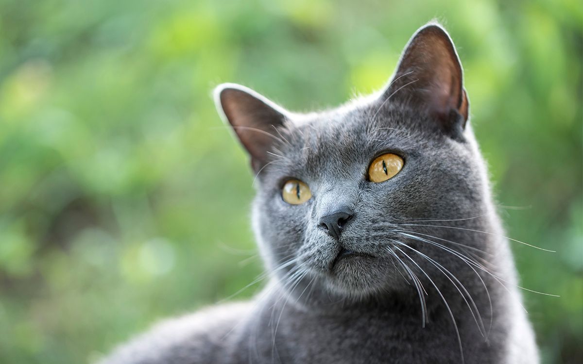 Chartreux en extérieur