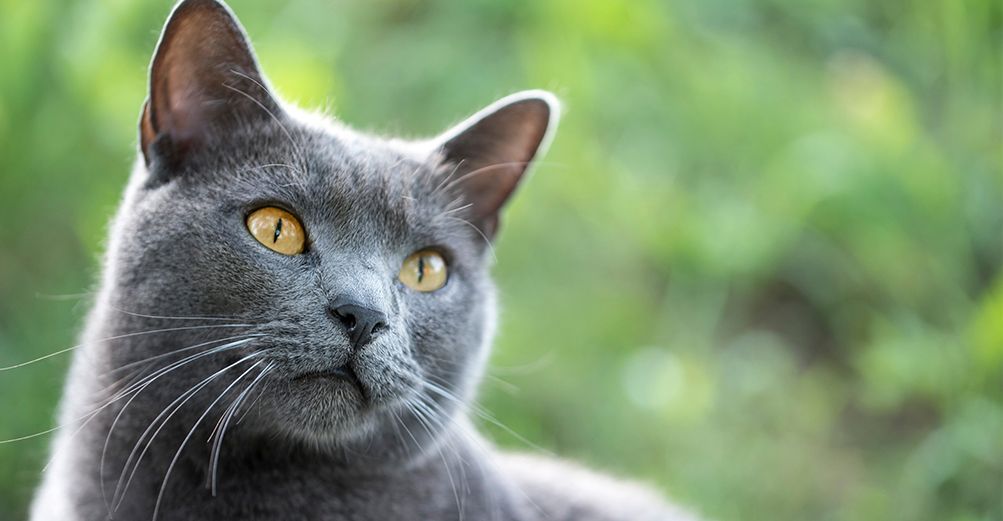 Chartreux origines caract re sant et alimentation du chat