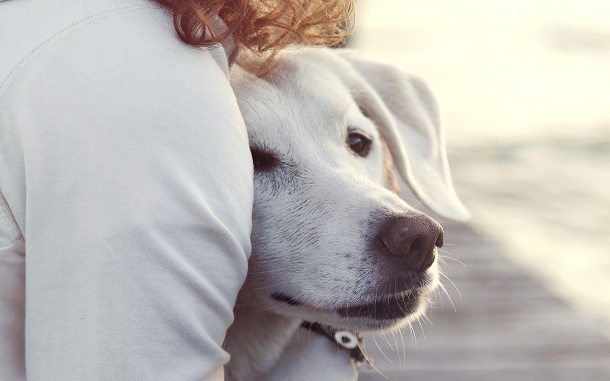 Chien en extérieur avec sa maîtresse