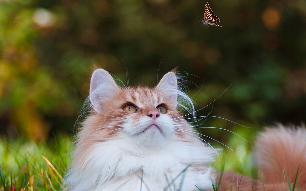 Petit Chat Norvégien