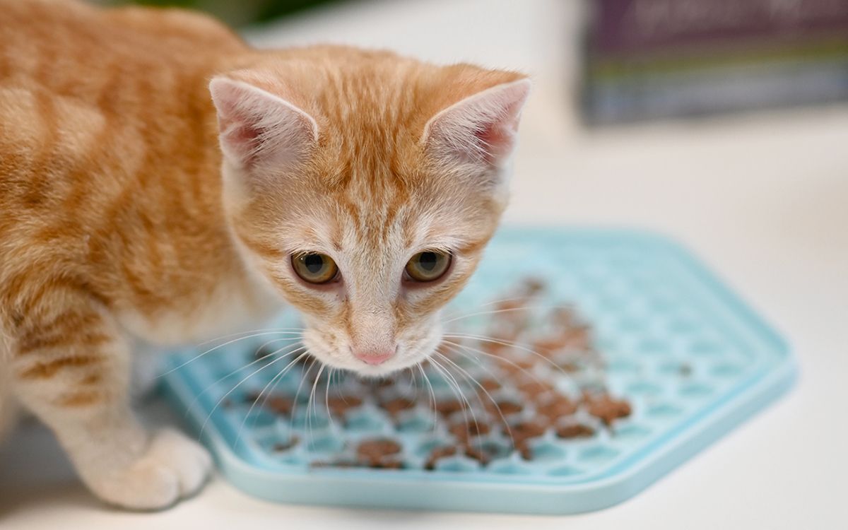 Chat près de sa gamelle de croquettes