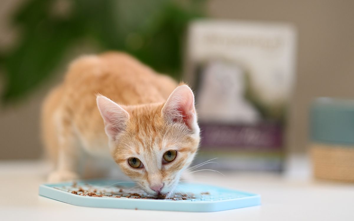 Effilés en Sachet pour Chat à l'appétit difficile