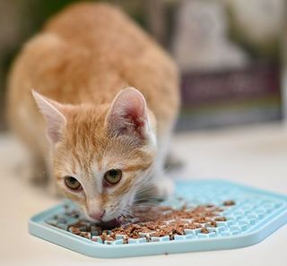 Chat mangeant dans sa gamelle