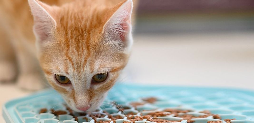 Croquette ou pâtée : quelle nourriture donner à son chat ? - Envies Animales