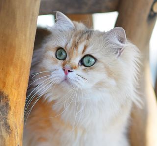 Chat sous une chaise