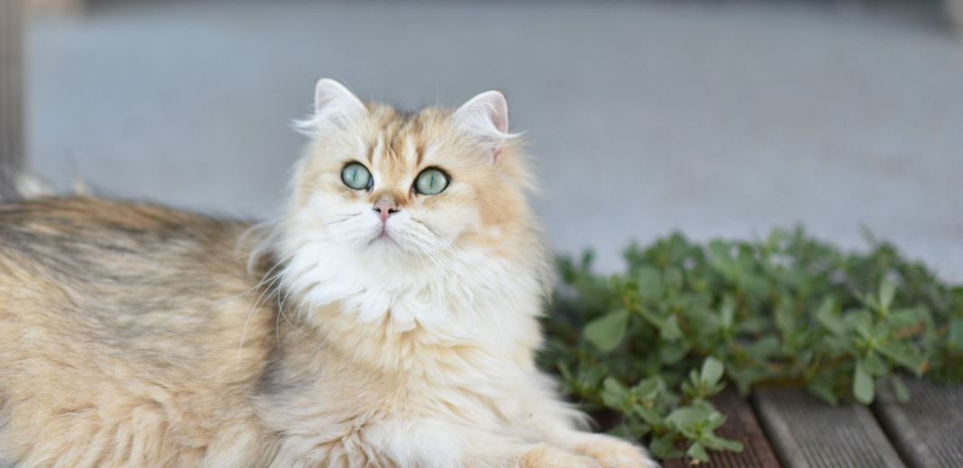 Chat allongé en extérieur