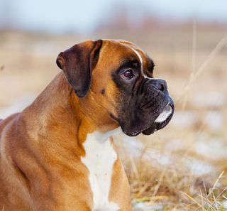 Boxer couché en extérieur