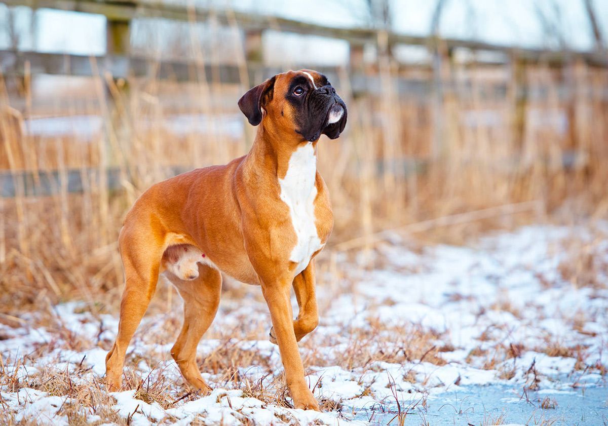 Chien sur de la neige