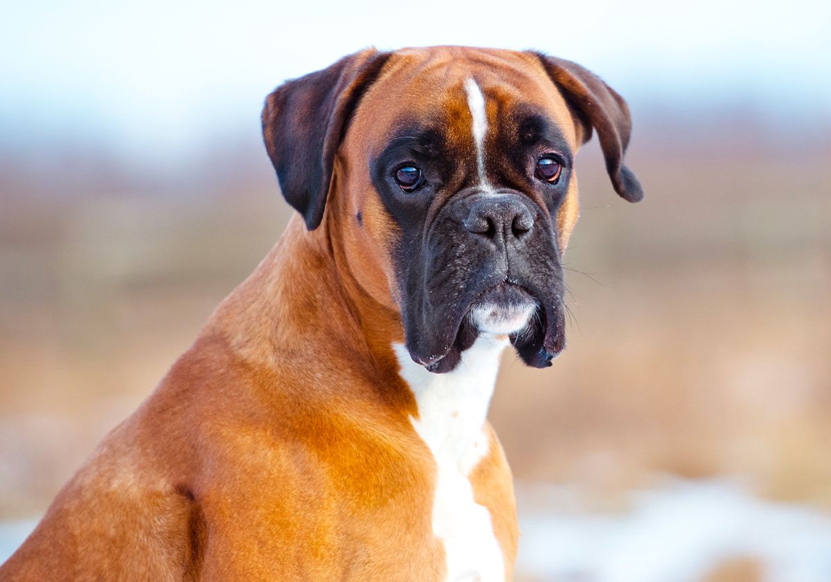 Gros plan d'un boxer