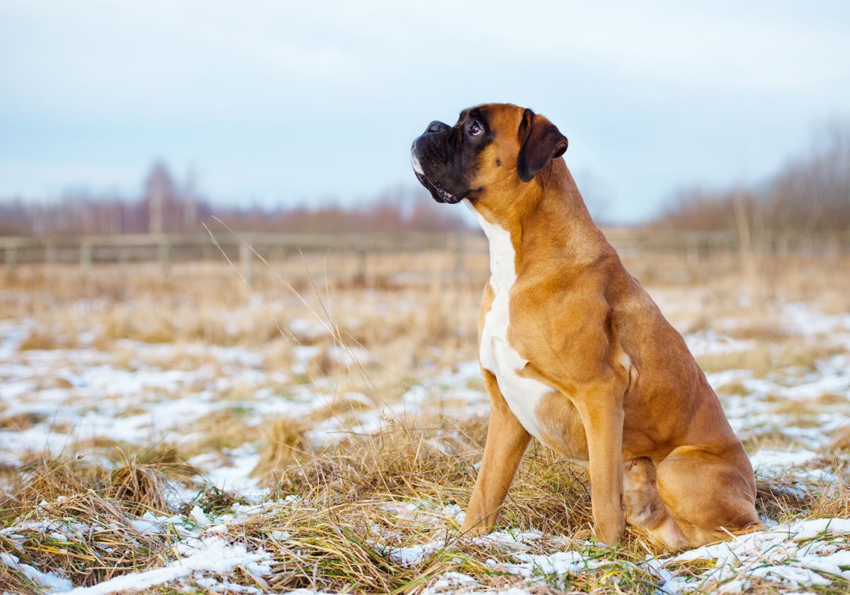 Boxer assis sur de la neige