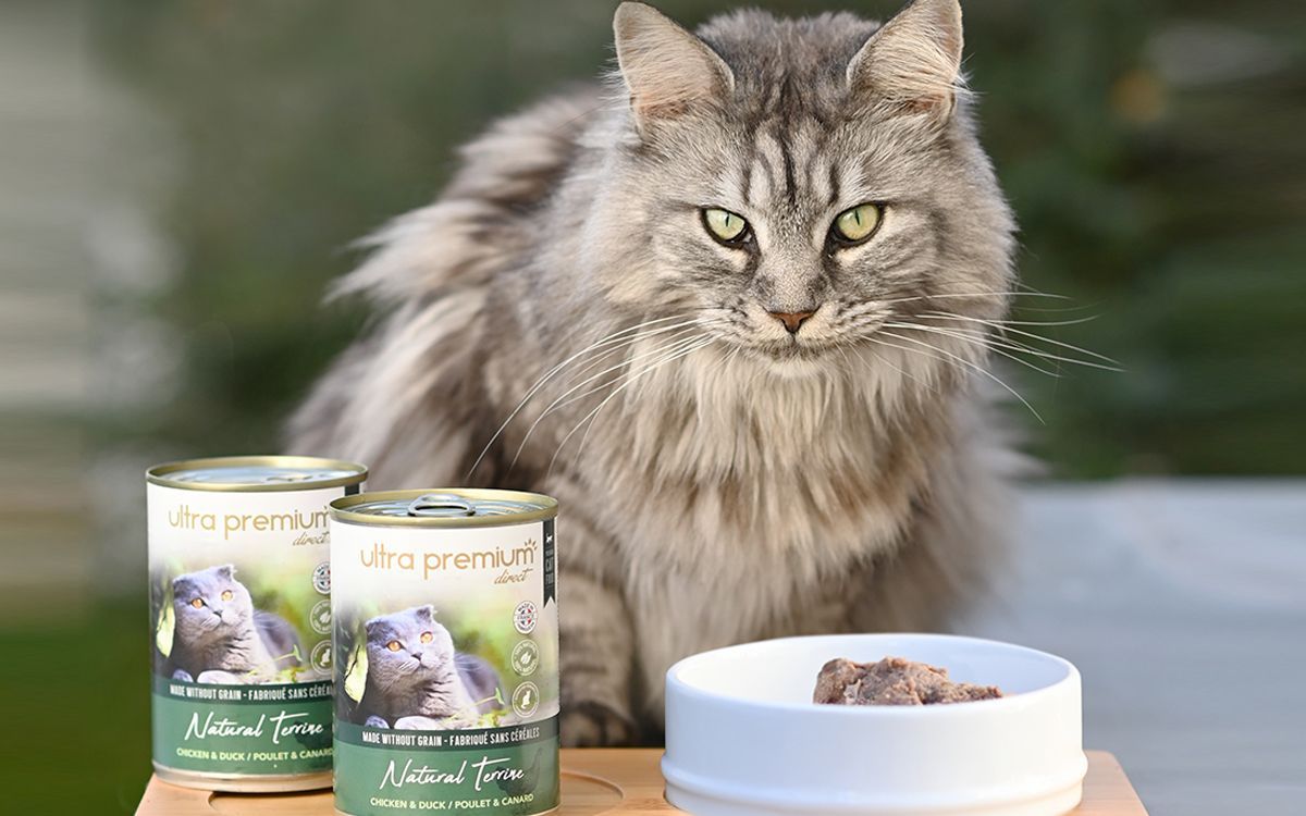 Un chat tigré derrière 2 boîtes de mousse bio Ultra Premium Direct