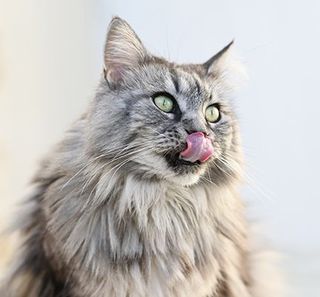 Un chat se léchant les babines 