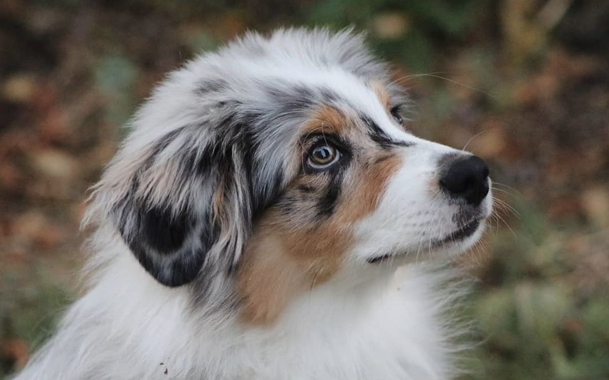 Un chien, en pleine nature, regardant vers sa gauche