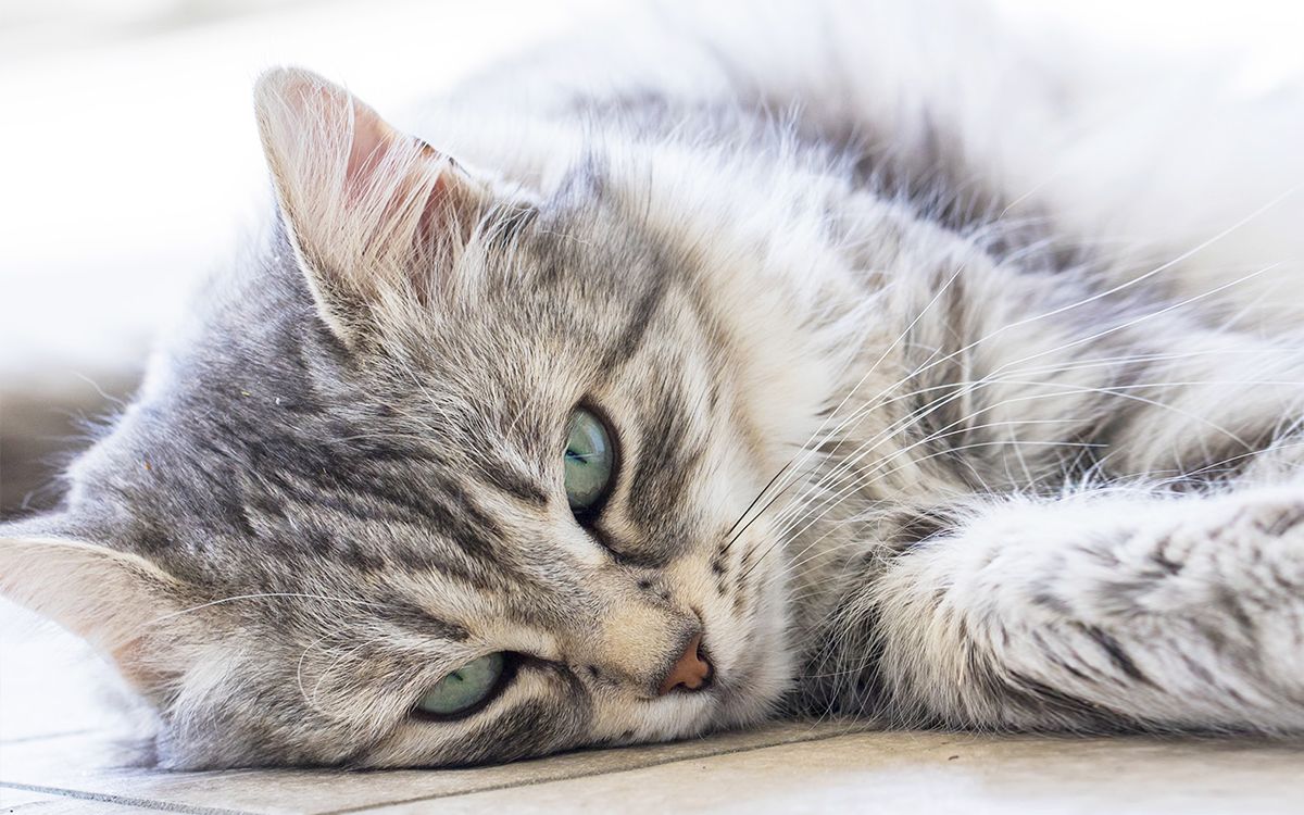 Un jeune chat tigré couché sur le sol