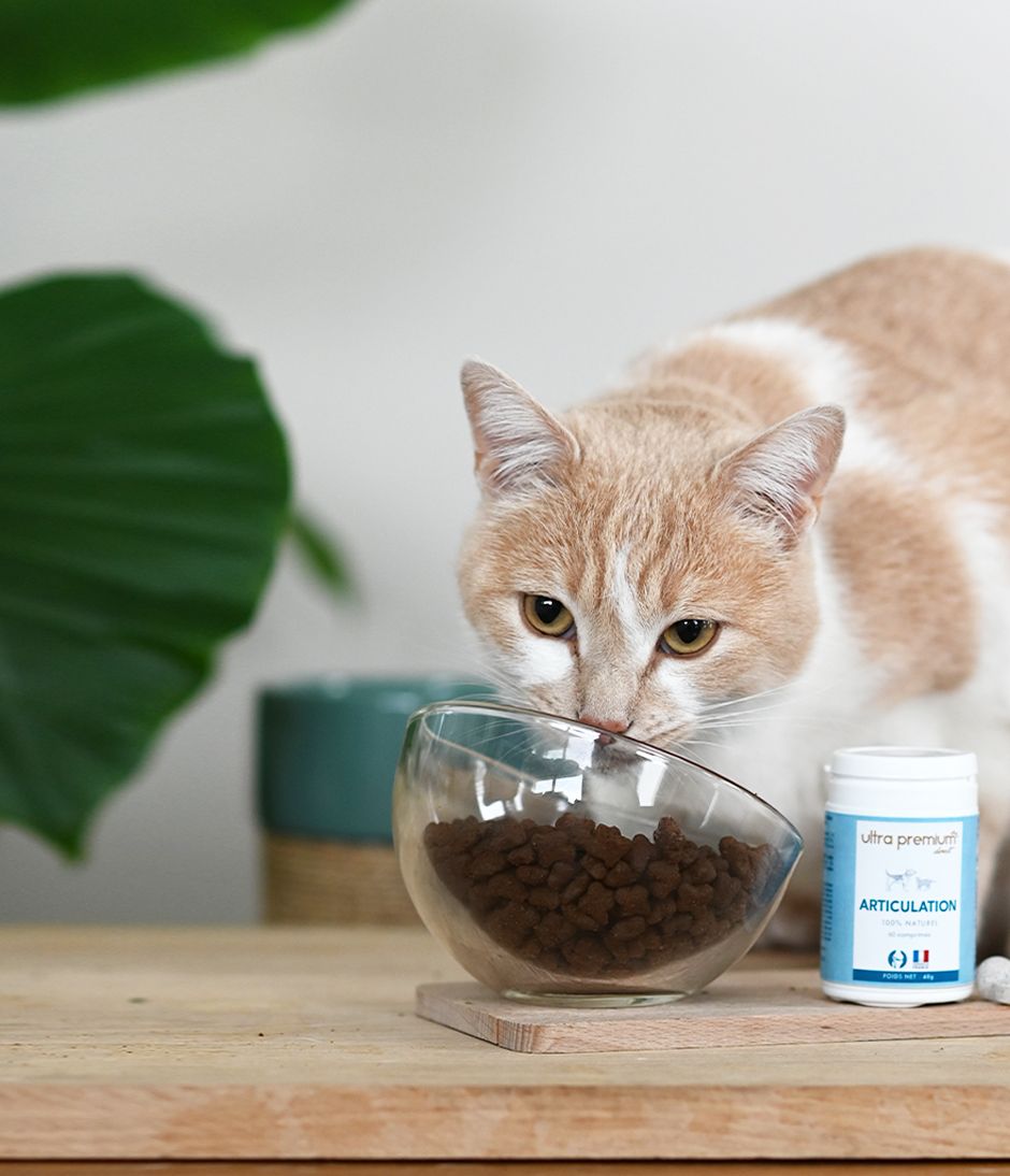 premium aliment pour chat