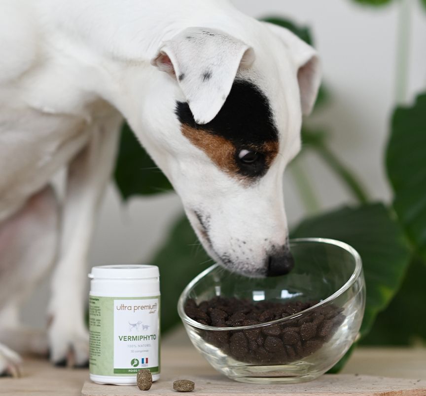 Jack Russell reniflant ses croquettes et son complément alimentaire Vermiphyto