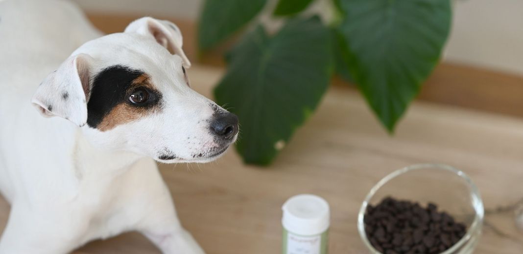 Chien près de sa gamelle et du complément Vermiphyto