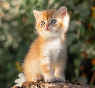 Chaton en extérieur