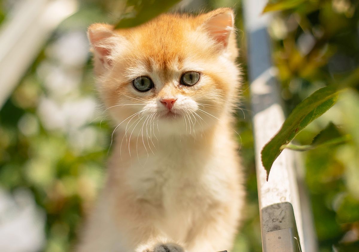 Gros plan sur un chaton roux