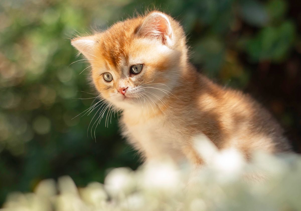 Chatons assis en plein air