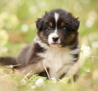 Chiot en extérieur