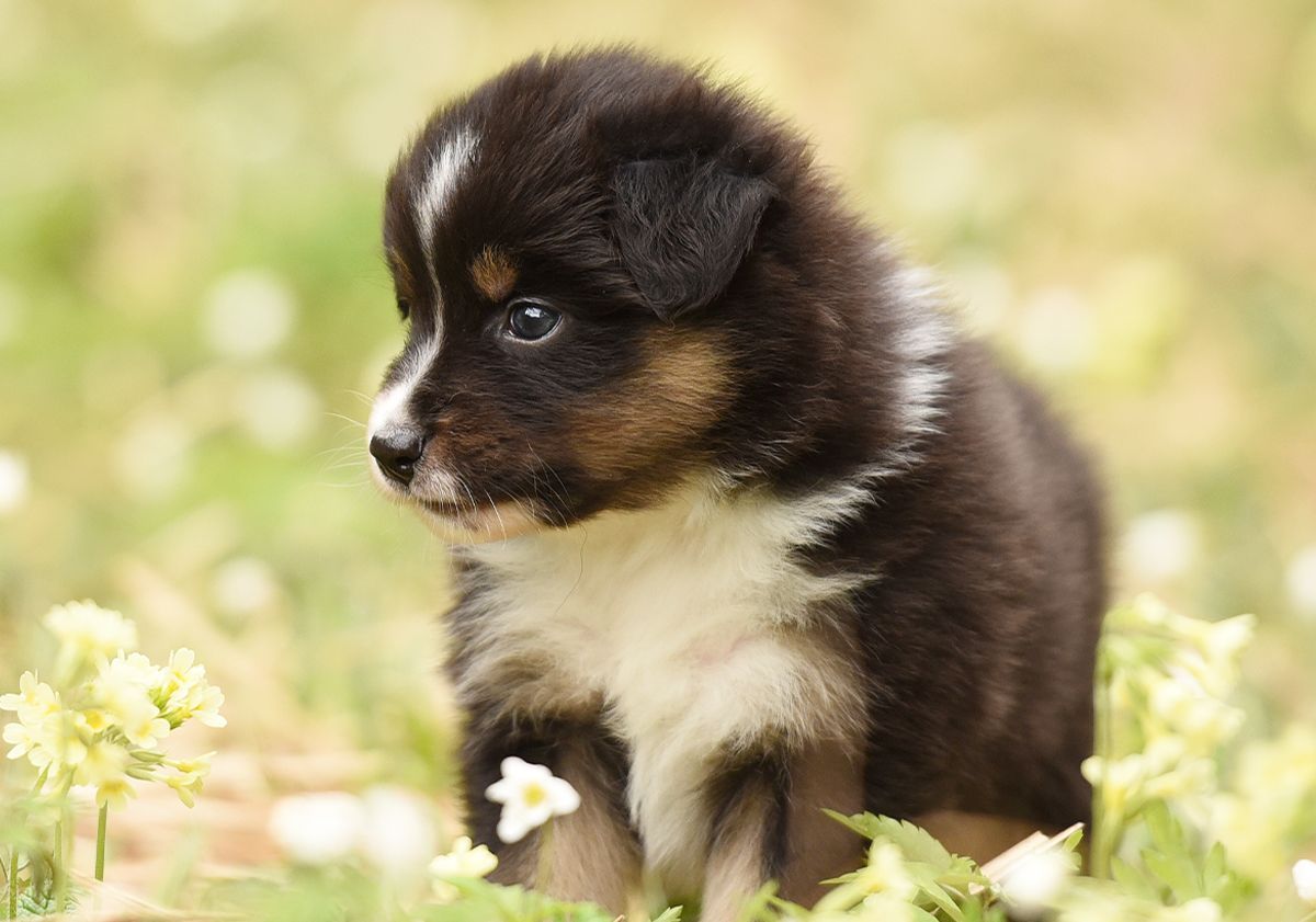 Chiot dans un champ