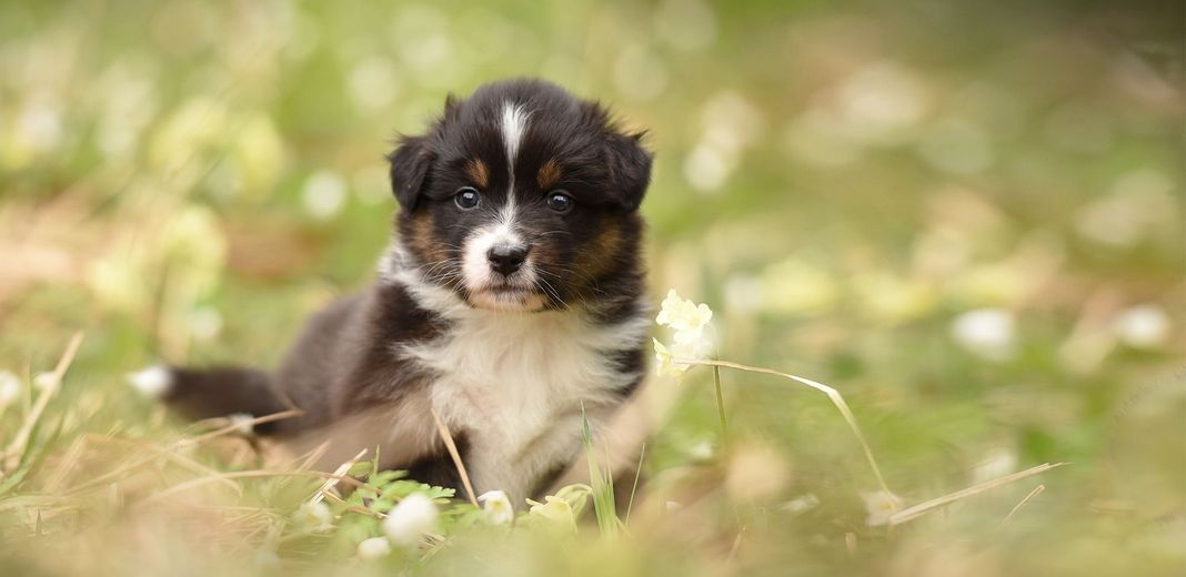 Chiot sur du gazon