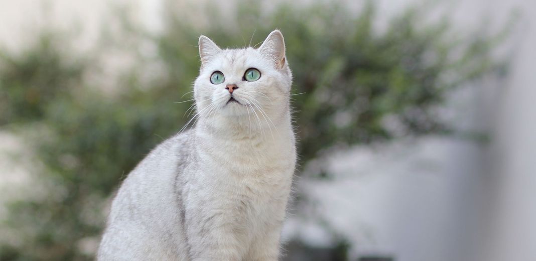 Chat blanc en extérieur