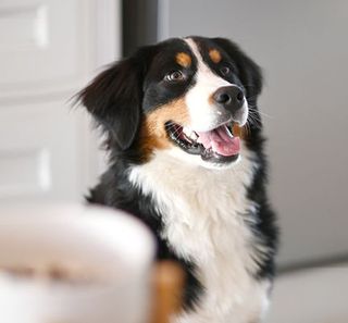 Un chien, assis, la gueule ouverte, regardant face à lui