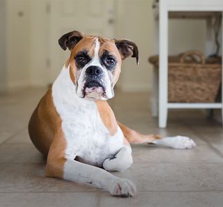 Boxer couché en intérieur