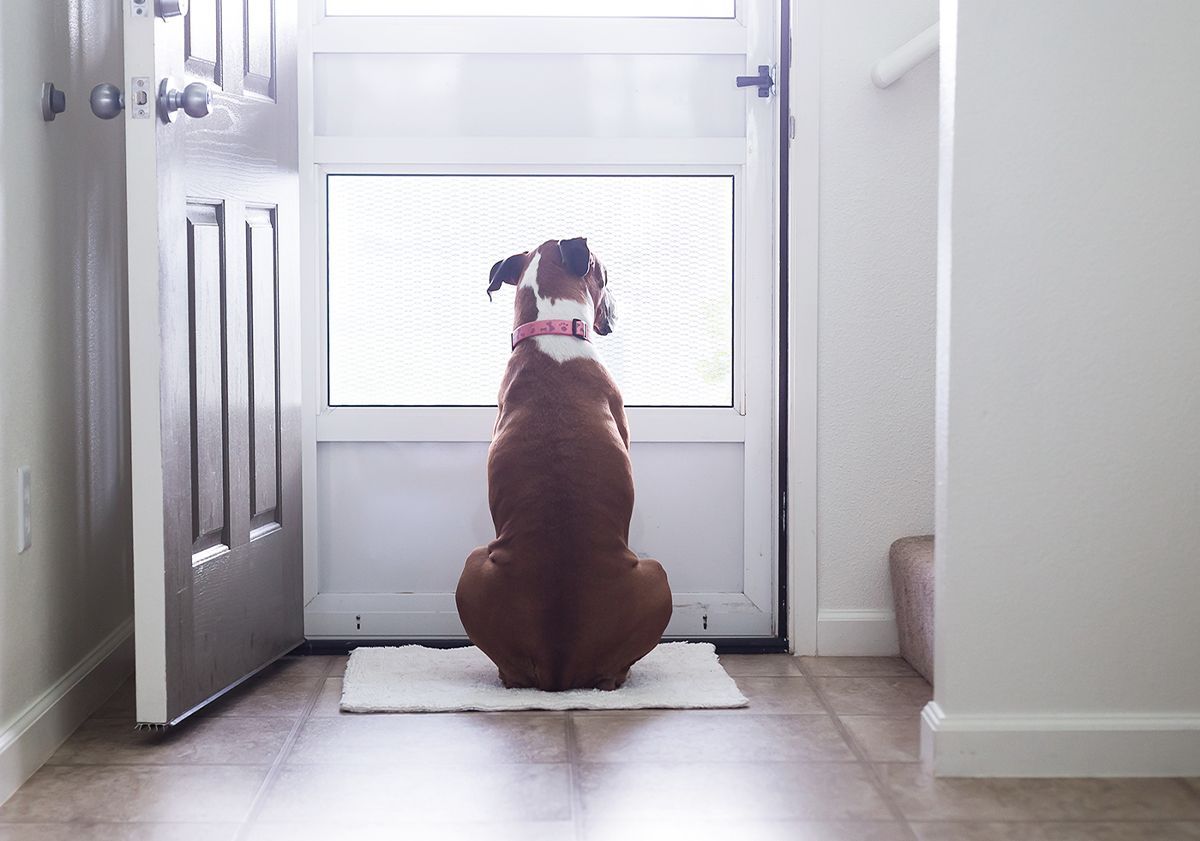 Chien attendant son maître